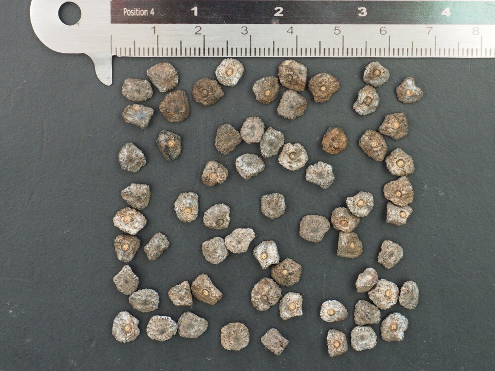 Taiwanese banaan (Musa itinerans var. formosana)