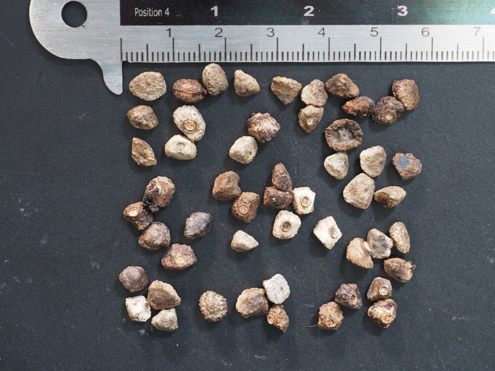 Dwergbanaan (Musa acuminata)