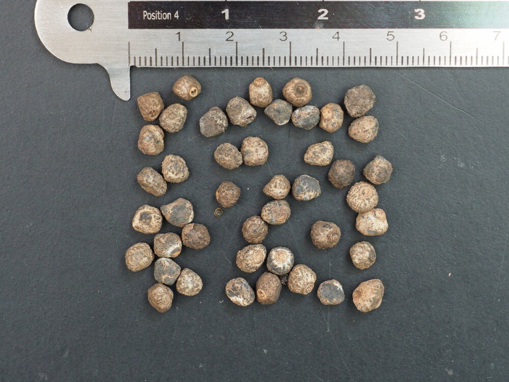 Zoete wilde banaan (Musa balbisiana)