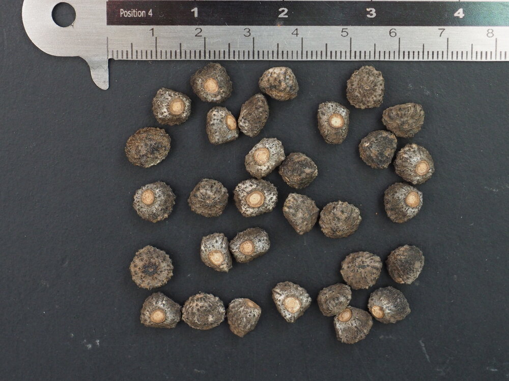 Cheesman banaan (Musa cheesmanii)