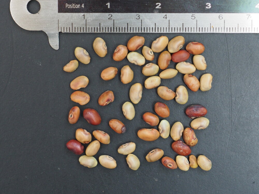 Rode sesbania (Sesbania tripetii)