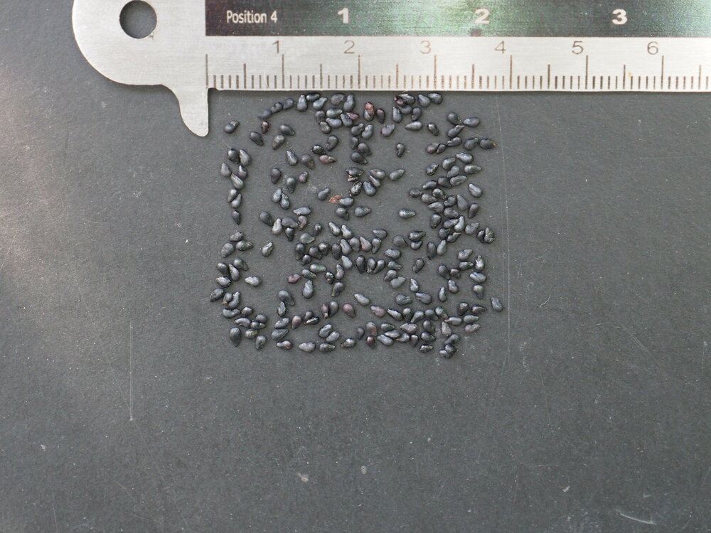 Koningin van de Nacht (Selenicereus grandiflorus)