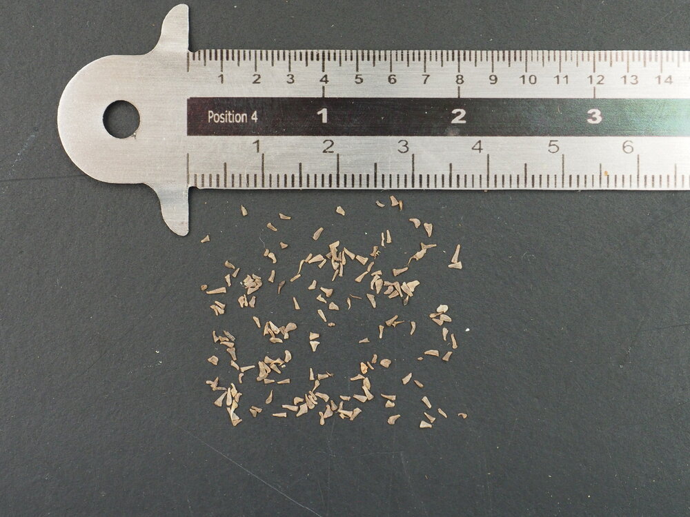 Zwarte lelie (Xerophyta retinervis)