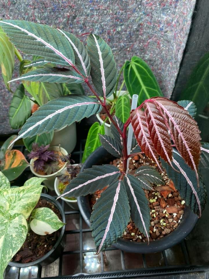 Leea amabilis