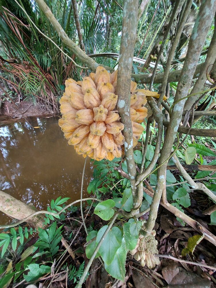 Nanas batu (Phytocrene bracteata)