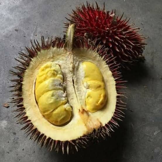 Rode doerian (Durio dulcis)
