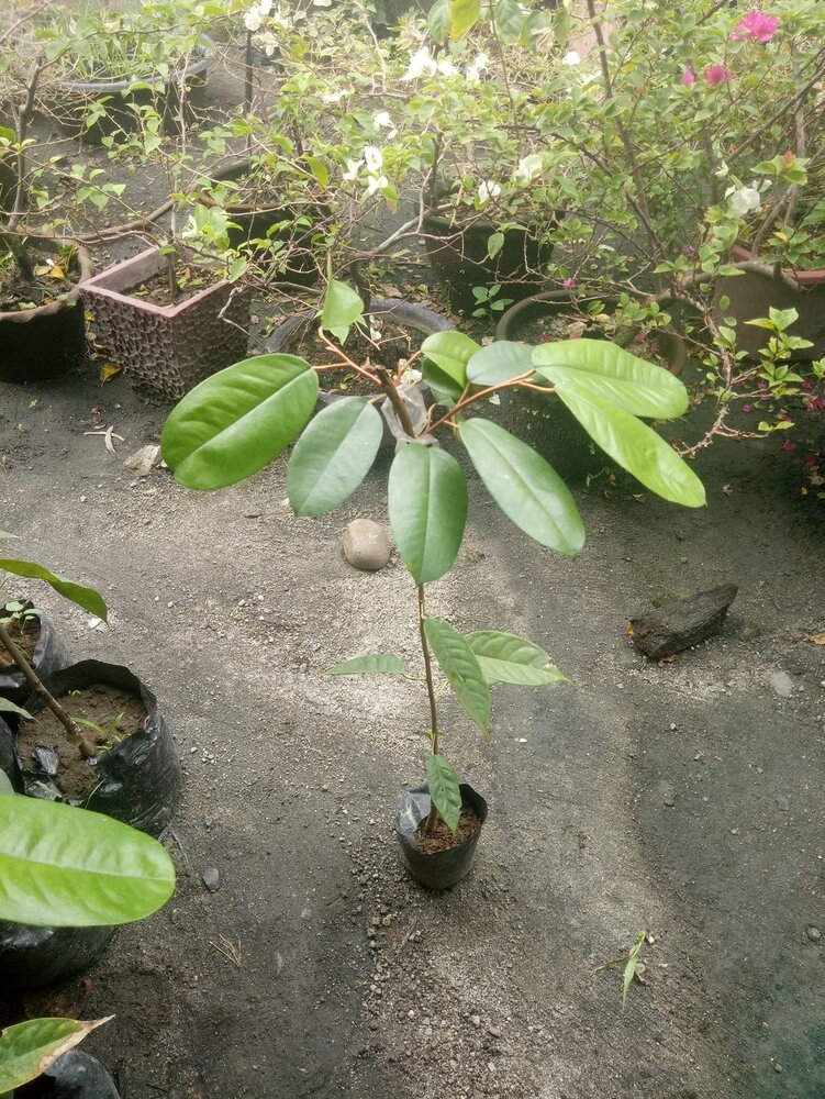 Rode doerian (Durio dulcis)
