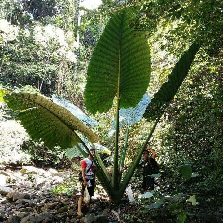 Reuzenalocasia (Alocasia robusta)