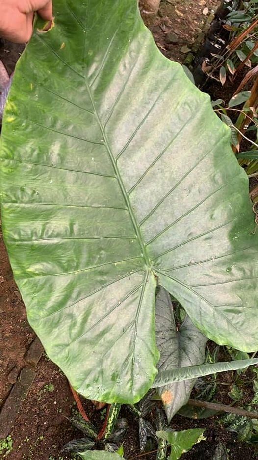 Reuzenalocasia (Alocasia robusta)