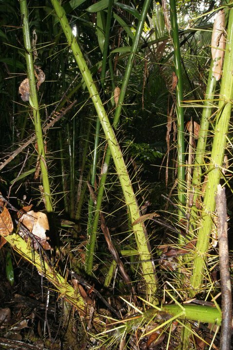 Rode slangenvrucht (Salacca affinis)