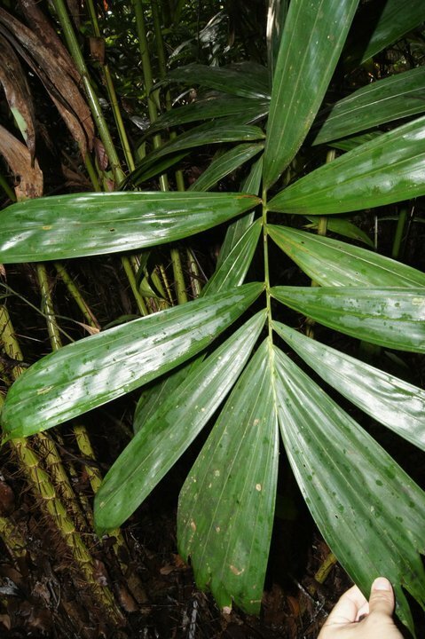 Rode slangenvrucht (Salacca affinis)