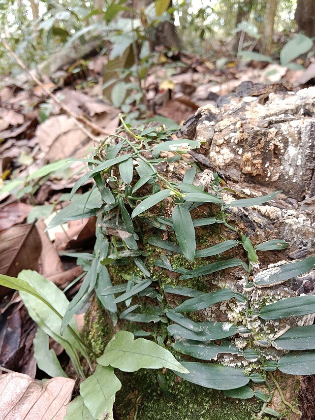 Klimmende aronskelk (Pothos scandens)
