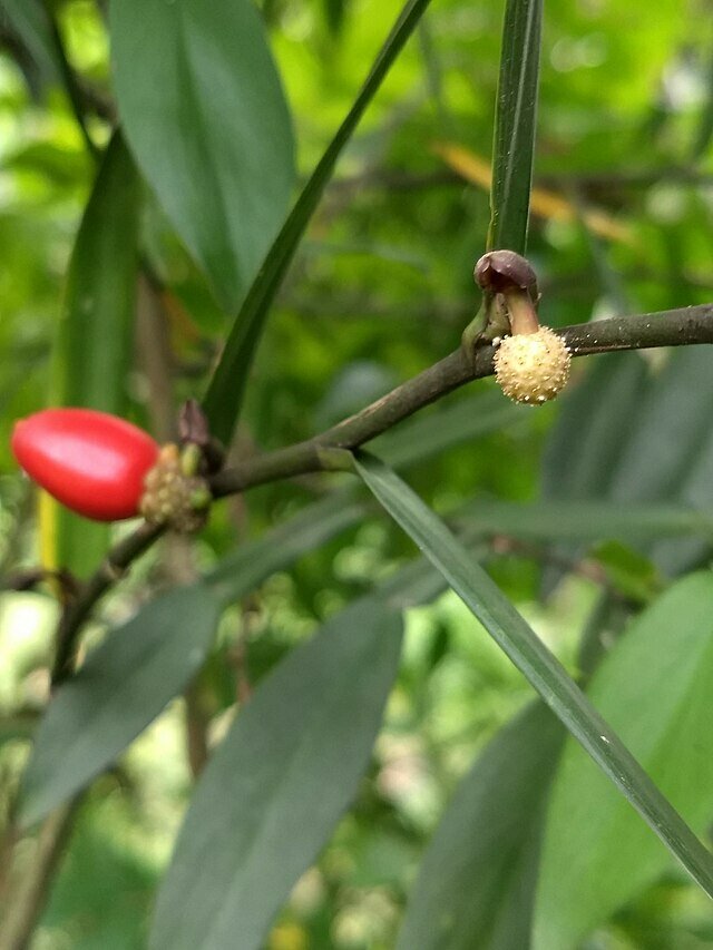 Klimmende aronskelk (Pothos scandens)