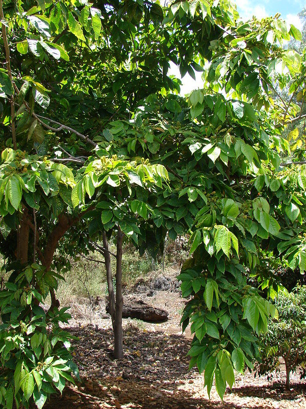 IJsjesboon (Inga edulis)