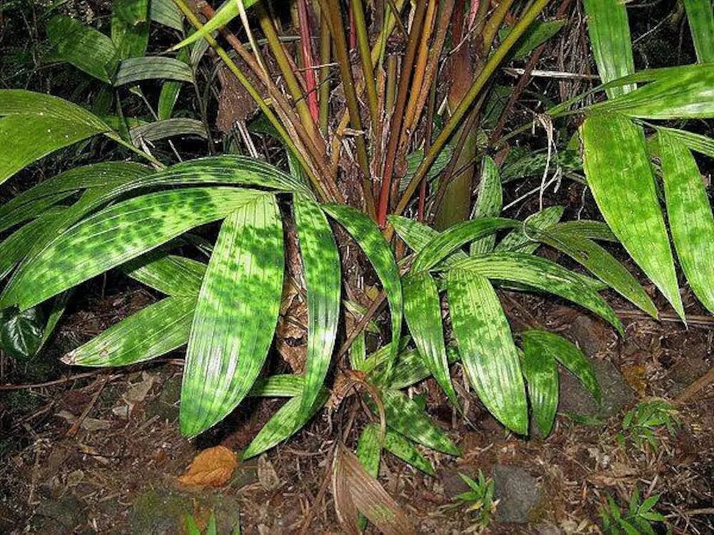 Gevlekte dwergpalm (Pinanga crassipes)
