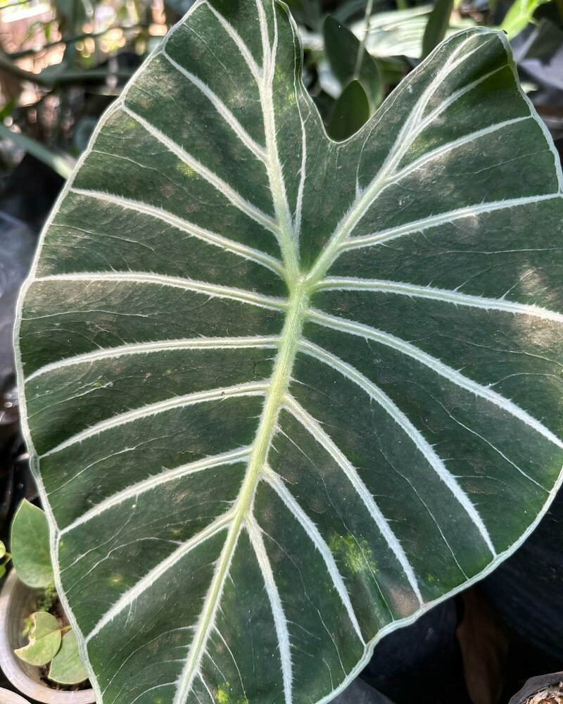 Meratus-alocasia (Alocasia sp. 'Meratus')