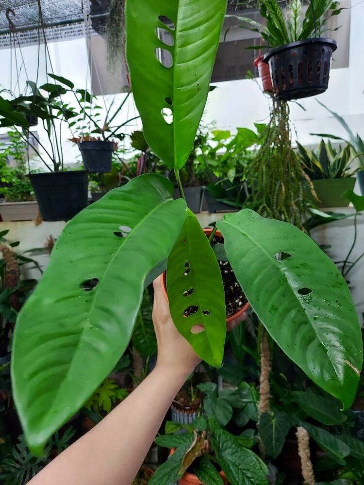 Rhaphidophora (Rhaphidophora megasperma)