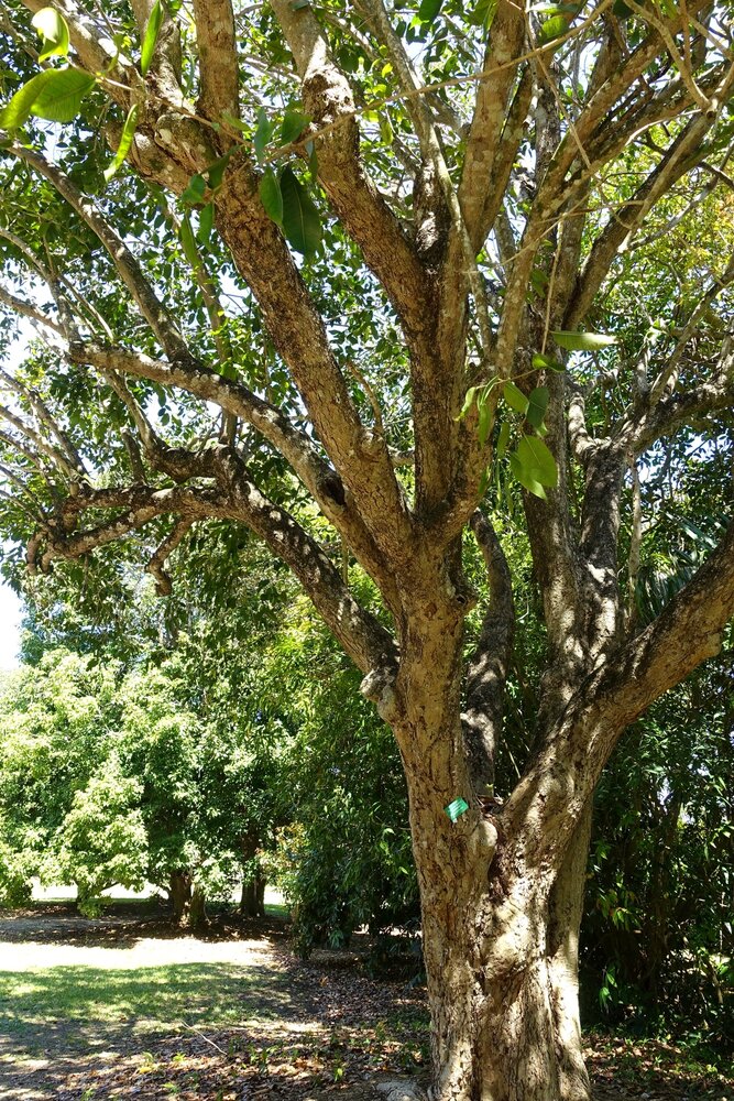 Jambolan (Syzygium cumini)