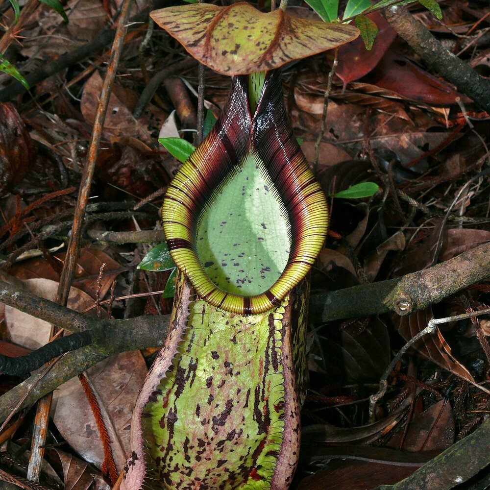 Raffles bekerplant (Nepenthes rafflesiana)