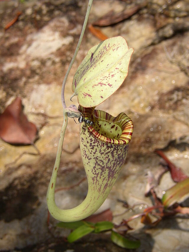 Raffles bekerplant (Nepenthes rafflesiana)