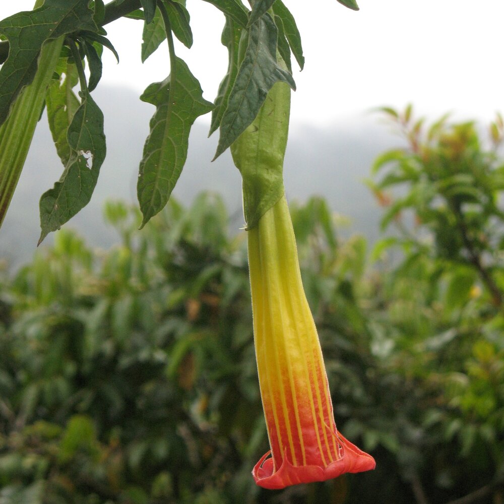 Rode engelentrompet (Brugmansia sanguinea)