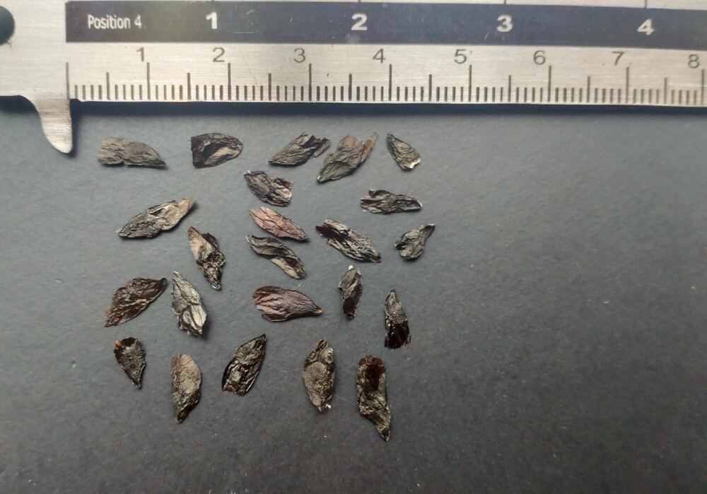 Afrikaanse lelie (Agapanthus praecox)