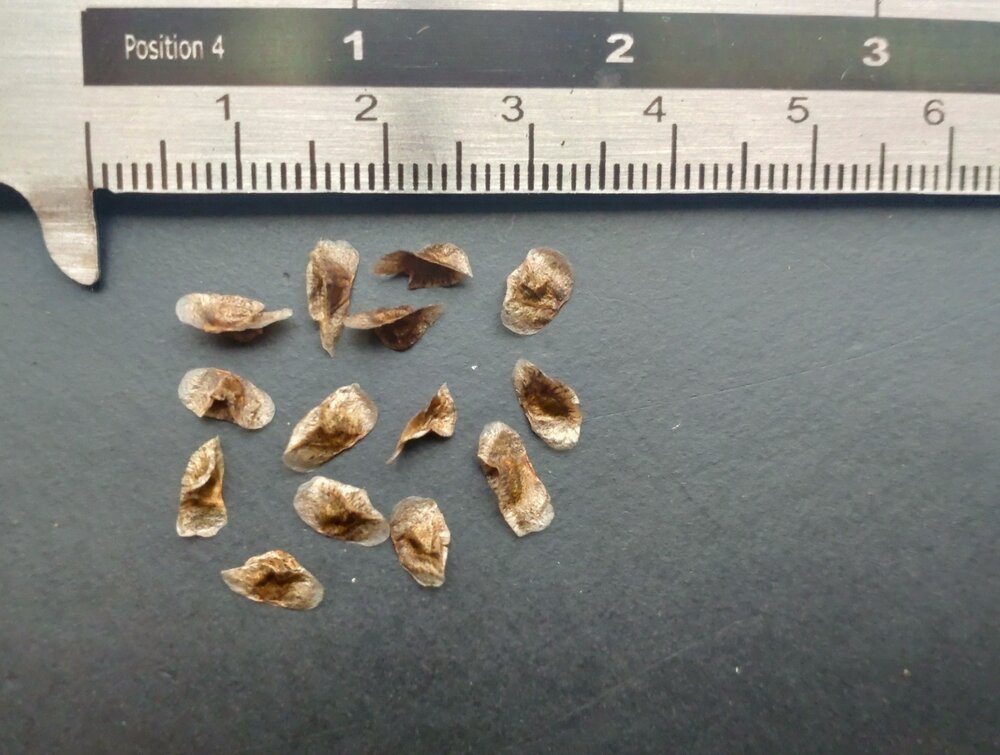 Alo&euml; vera (Aloe vera)