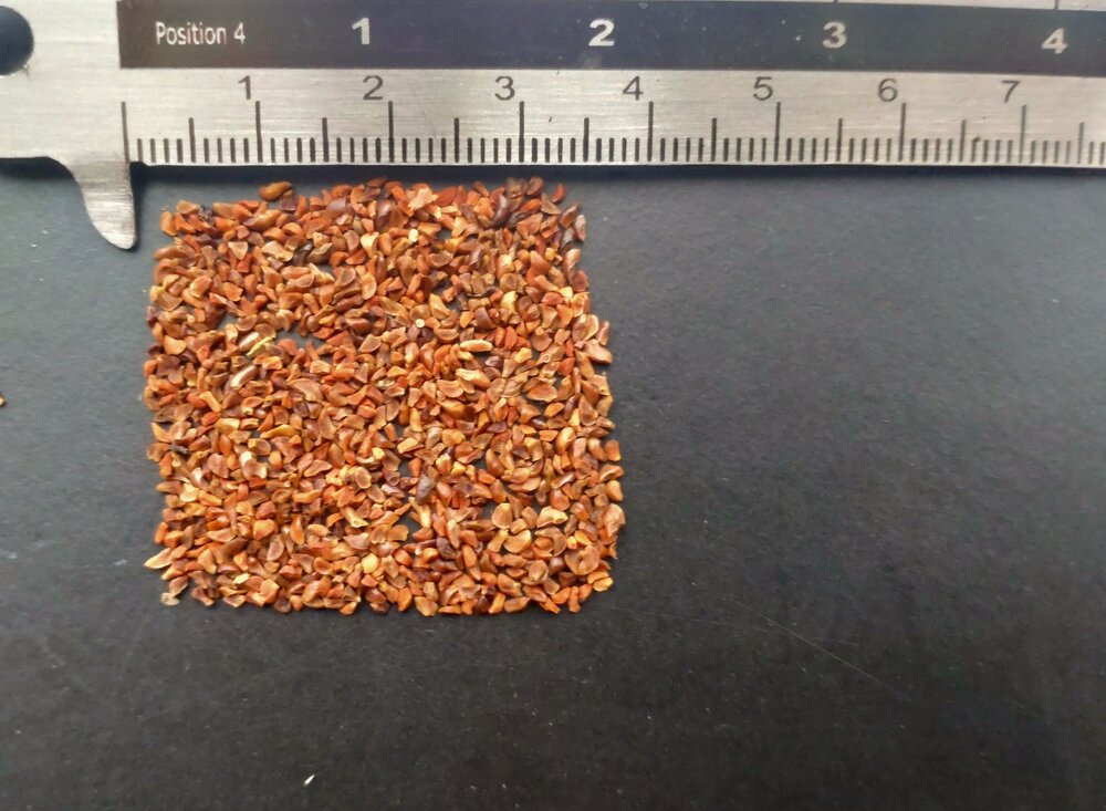 Alpine ash (Eucalyptus delegatensis)