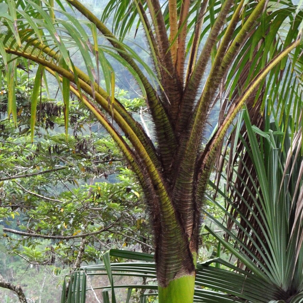 Wangapalm (Pigafetta elata)