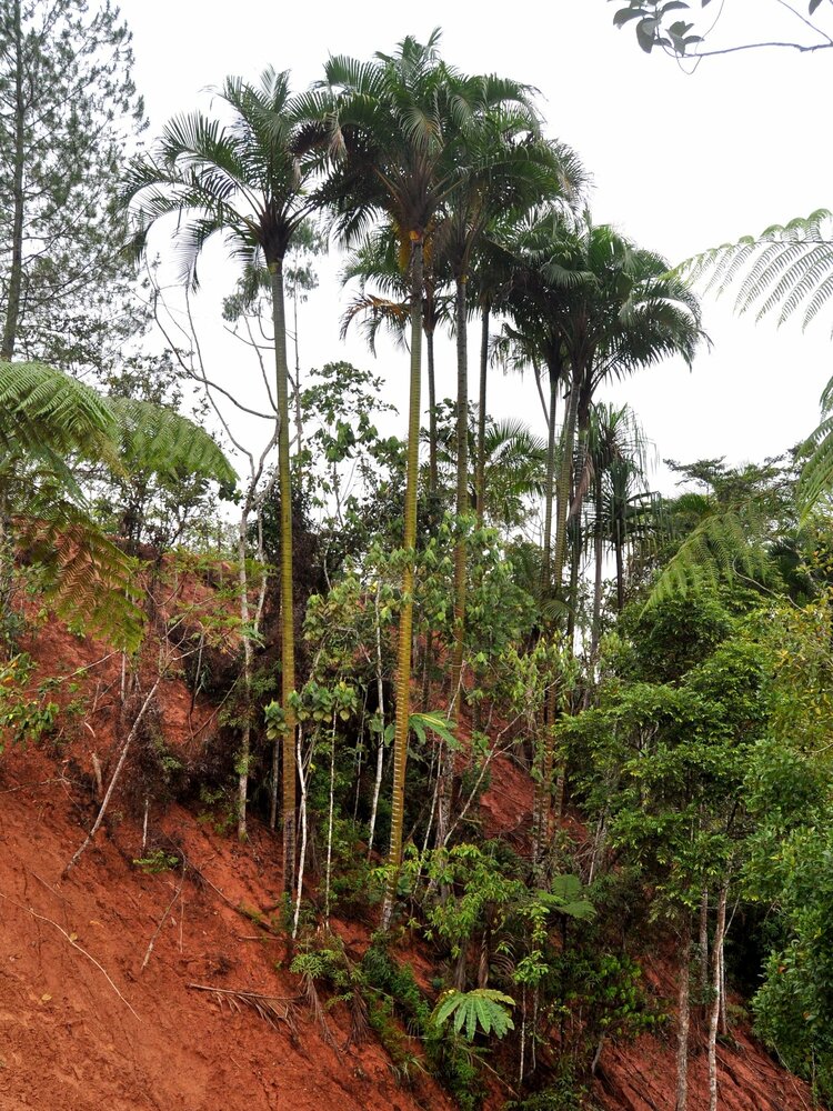 Wangapalm (Pigafetta elata)