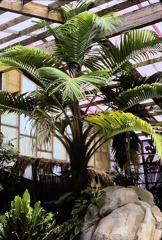 Wangapalm (Pigafetta elata)