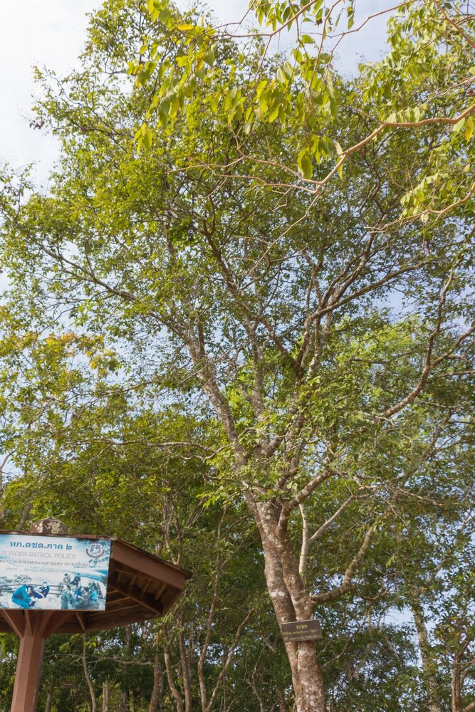 Fluweeltamarinde (Dialium cochinchinense)