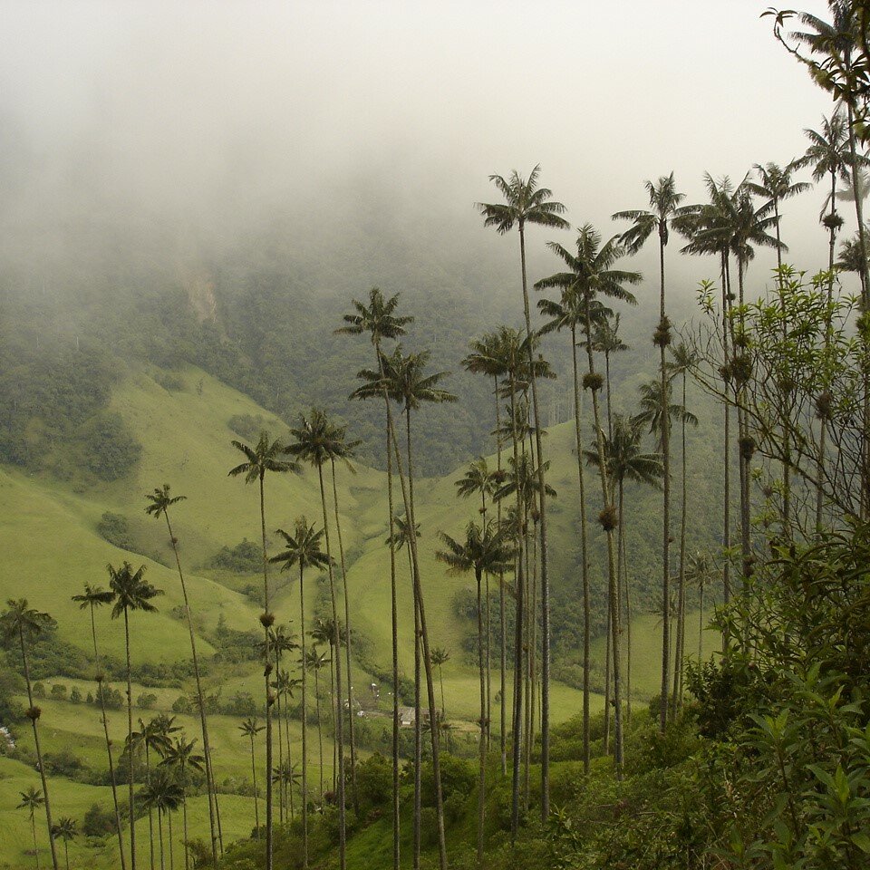 Quindio waspalm (Ceroxylon quindiuense)