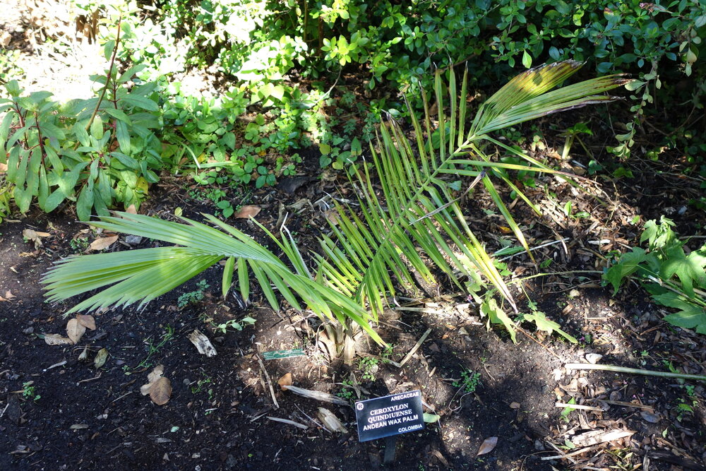 Quindio waspalm (Ceroxylon quindiuense)