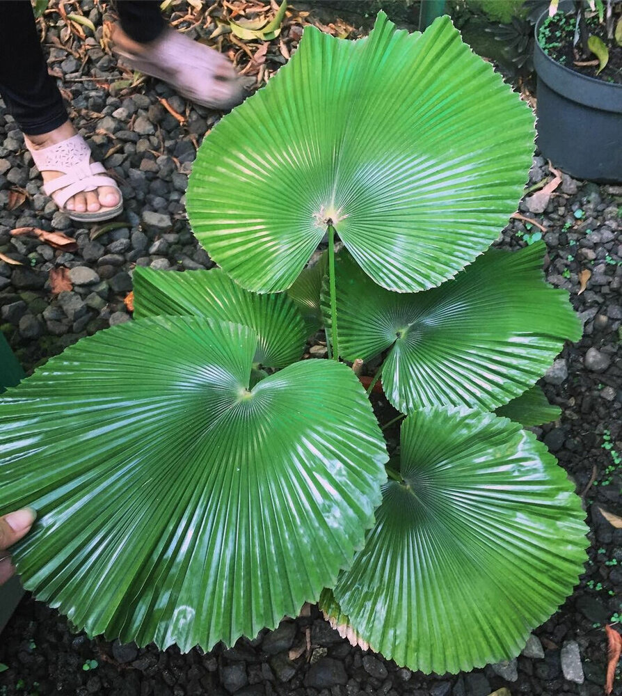 Waaierpalm (Licuala cordata)