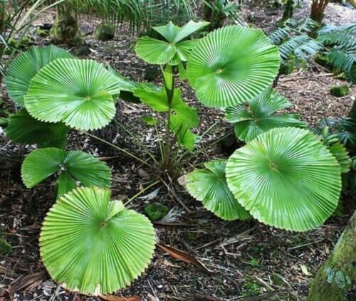Waaierpalm (Licuala cordata)