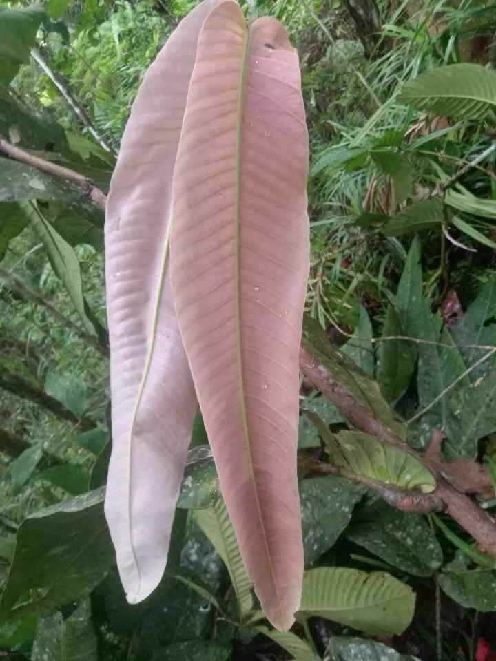 Syzygium (Syzygium versteegii)