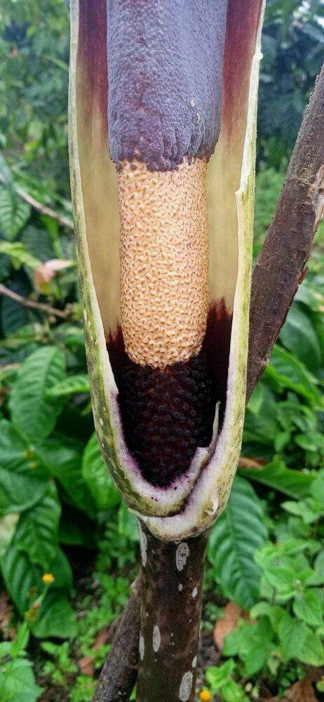 Aronskelk (Amorphophallus raungense)
