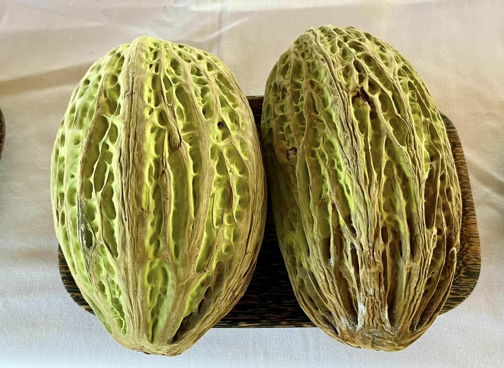 Witte cacao (Theobroma bicolor)