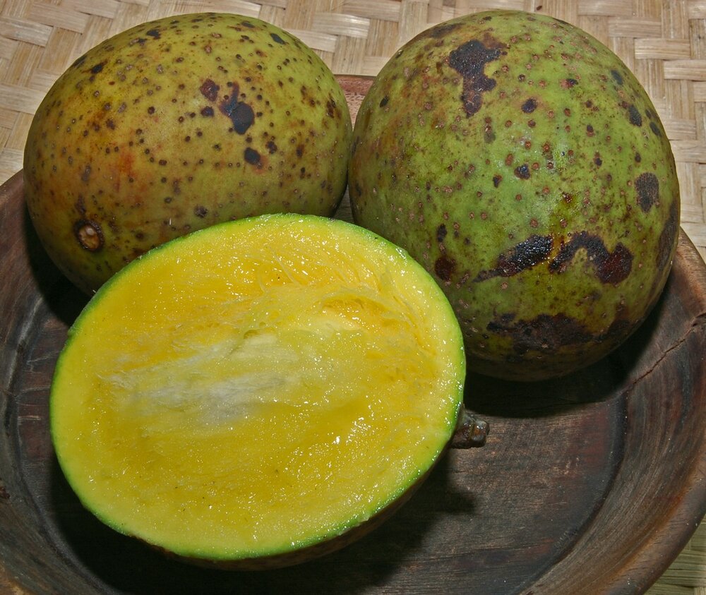 Stinkende mango (Mangifera foetida)