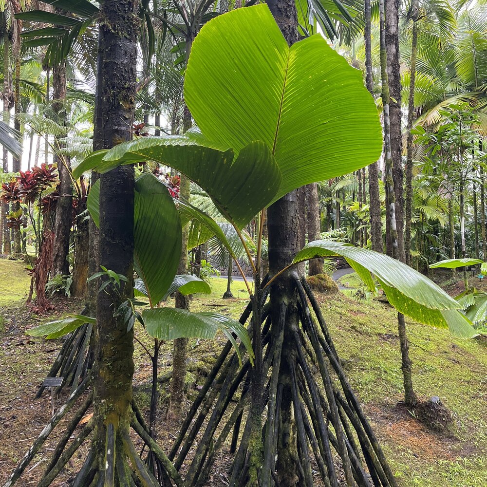 Steltenpalm (Verschaffeltia splendida)