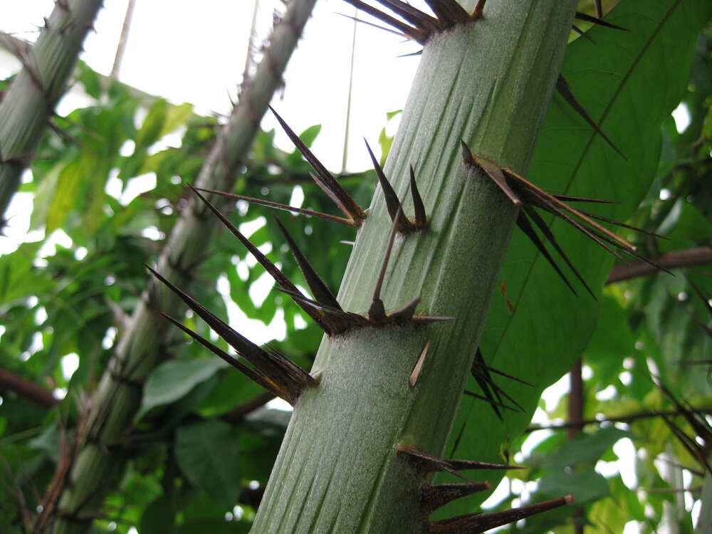 Steltenpalm (Verschaffeltia splendida)