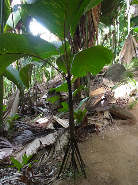 Steltenpalm (Verschaffeltia splendida)