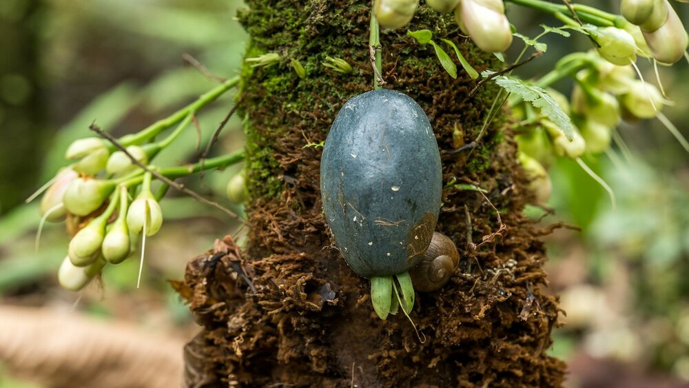 Kun-job (Barringtonia papuana)