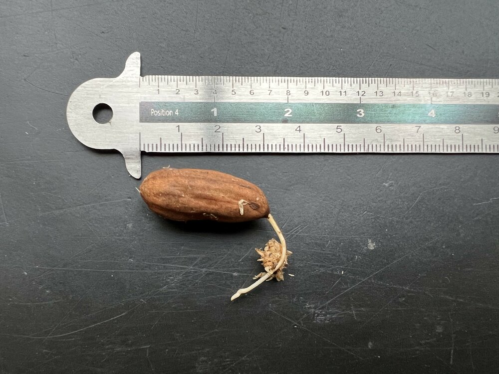 Kun-job (Barringtonia papuana)
