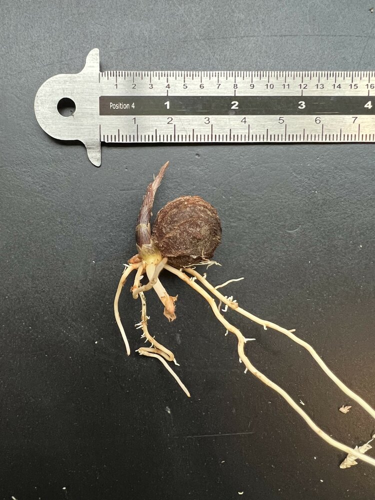 Steltenpalm (Verschaffeltia splendida)