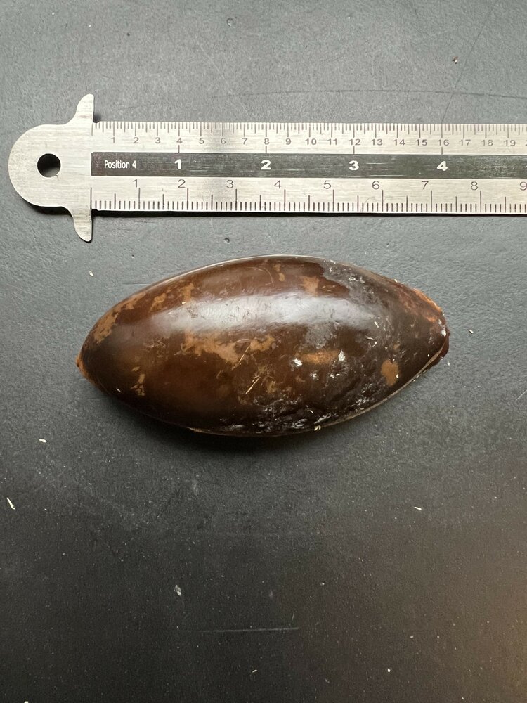 Mamey sapote (Pouteria sapota)