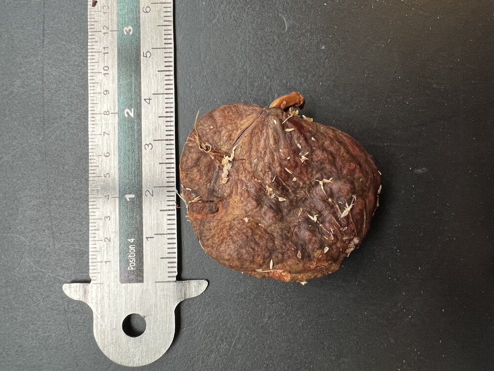 Tropische zakdoekjesboom (Cynometra browneoides)