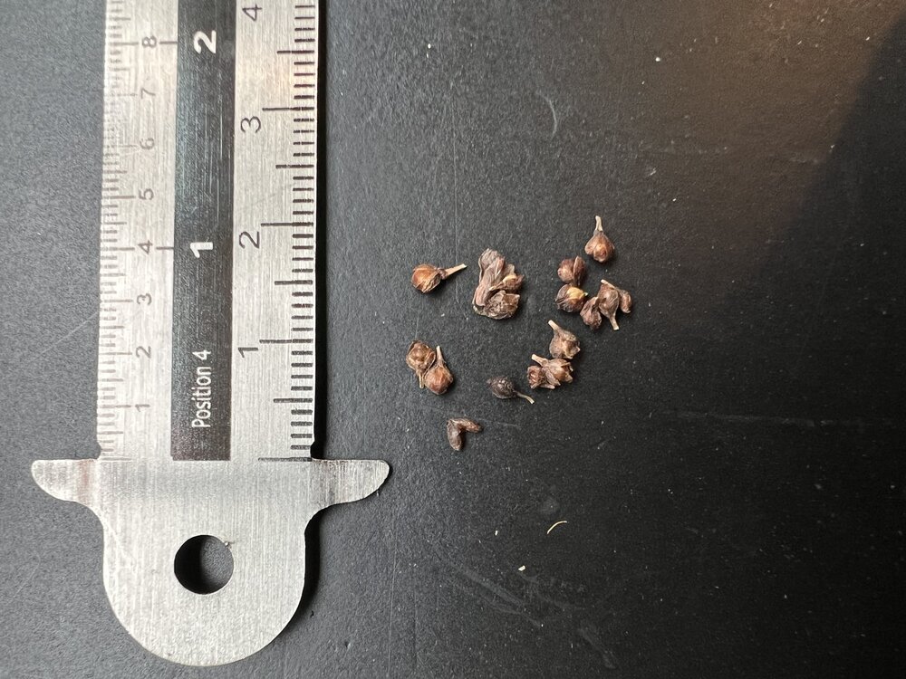 Madagaskar-ocotillo (Alluaudia procera)