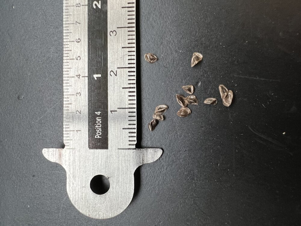 Koraal-alo&euml; (Aloe striata)